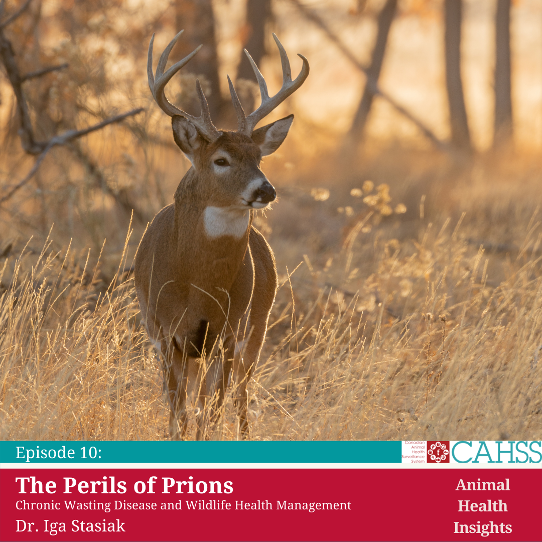 Default Cahss Podcast Pic Deer