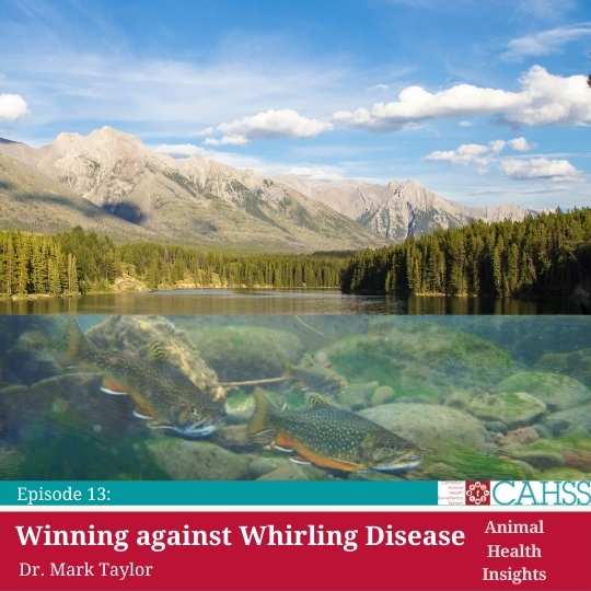 whirling disease and fish