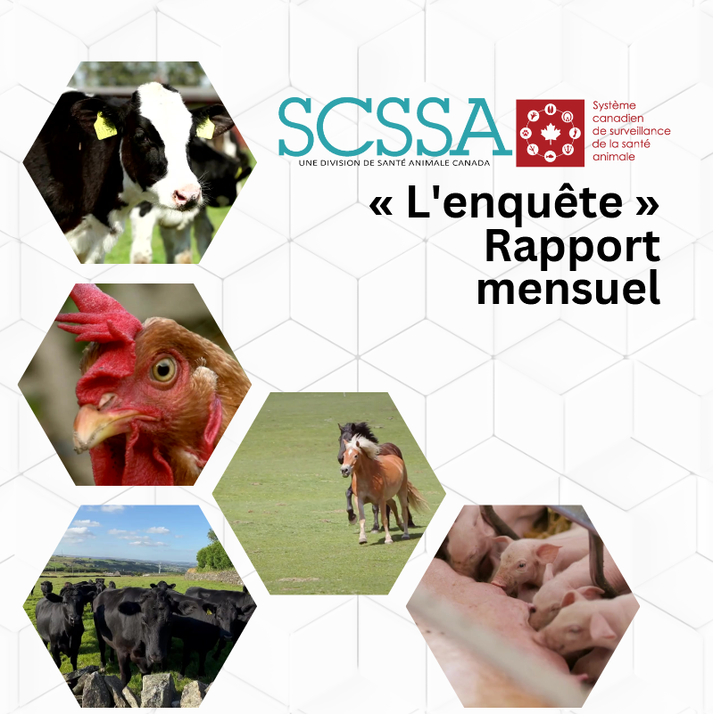 Page de couverture du rapport mensuel avec des hexagones contenant des images de bovins, de poulets, de chevaux et de porcs