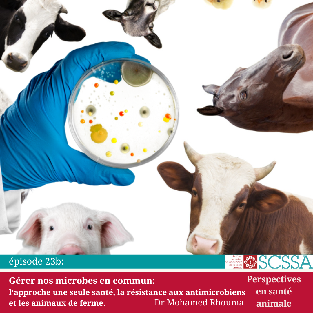 Image de podcast avec une boîte de Petri entourée d'animaux de ferme