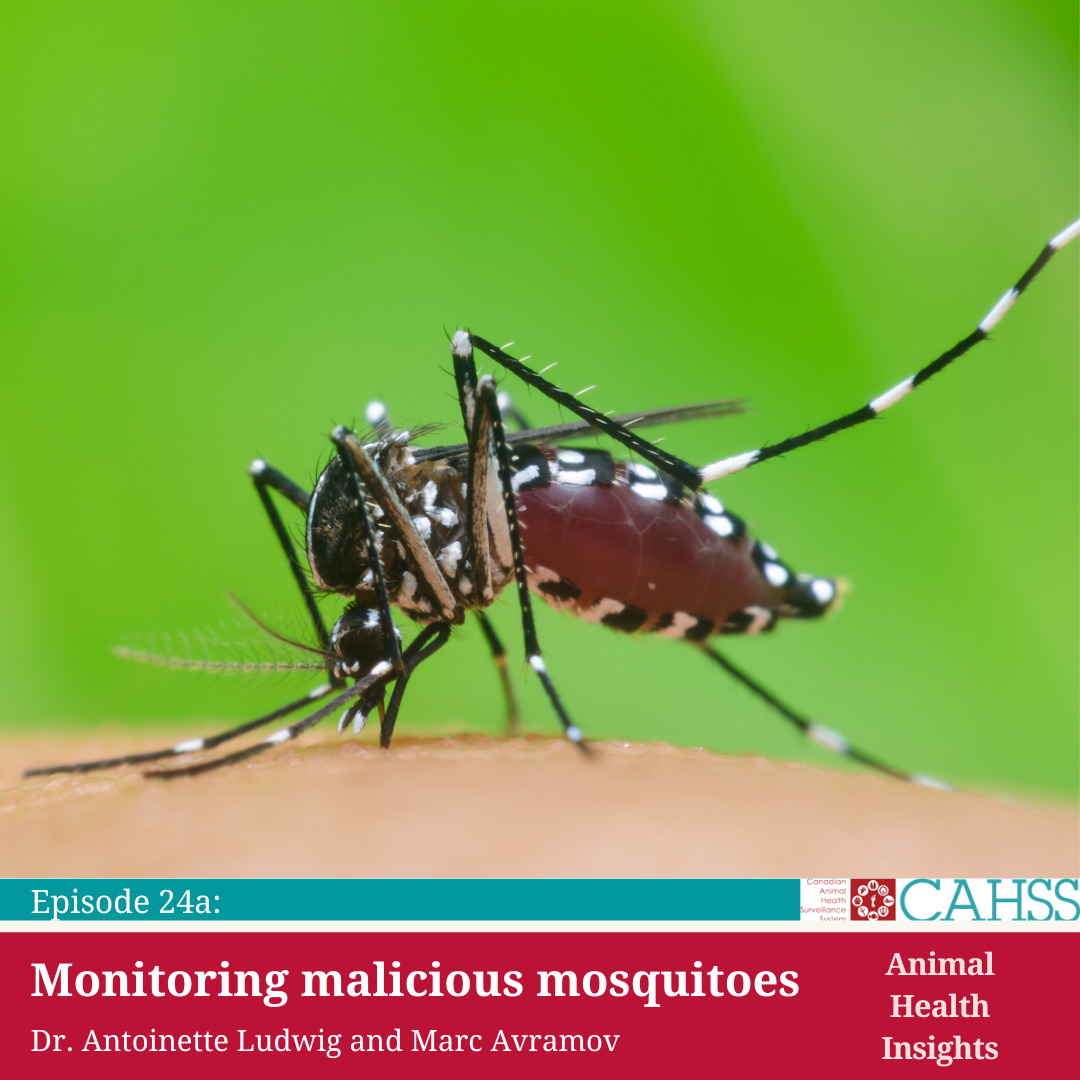 Podcast image with a mosquito on a green background