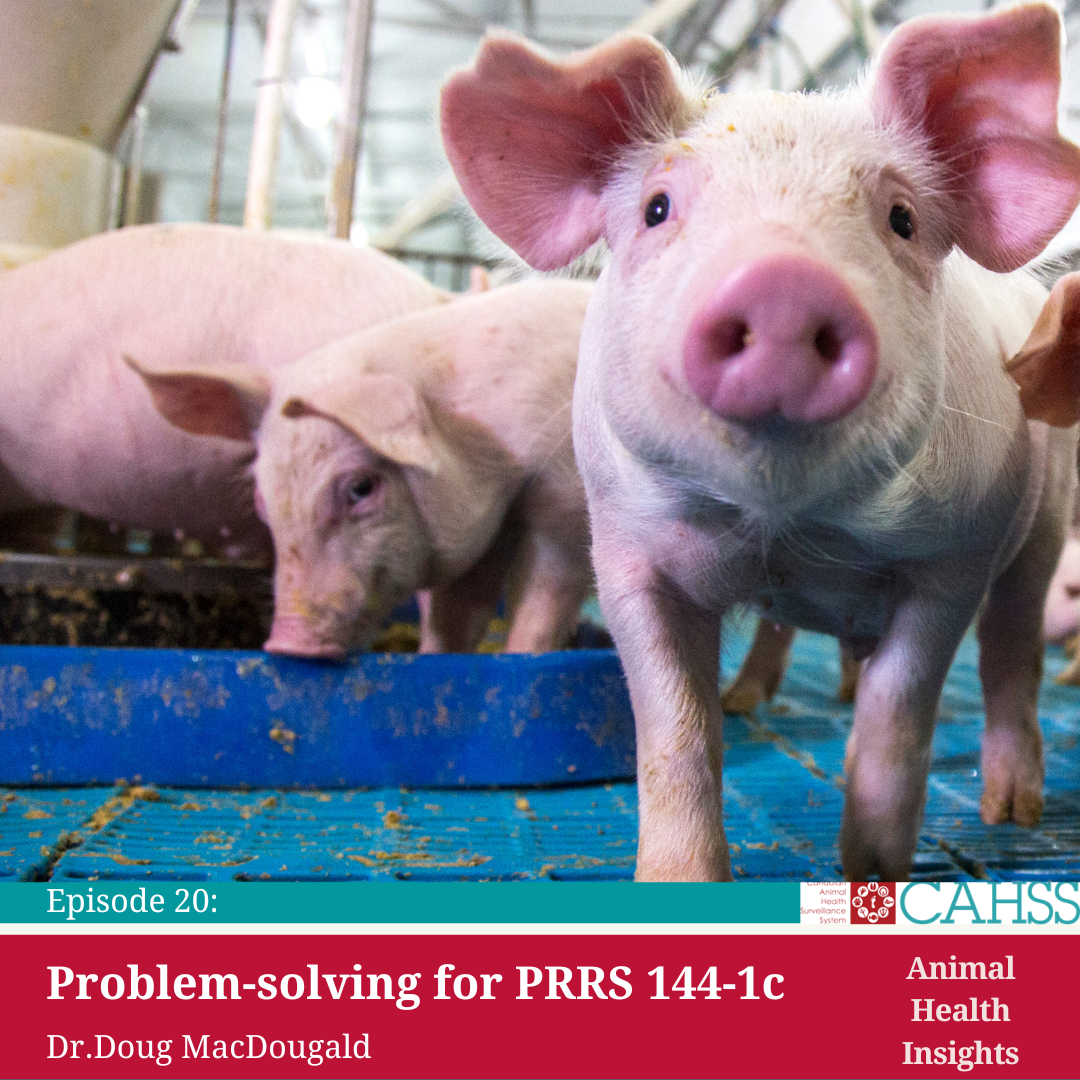 podcast image with three pigs in a barn