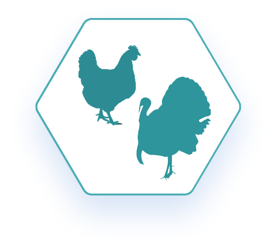 Default Poultryhexagon