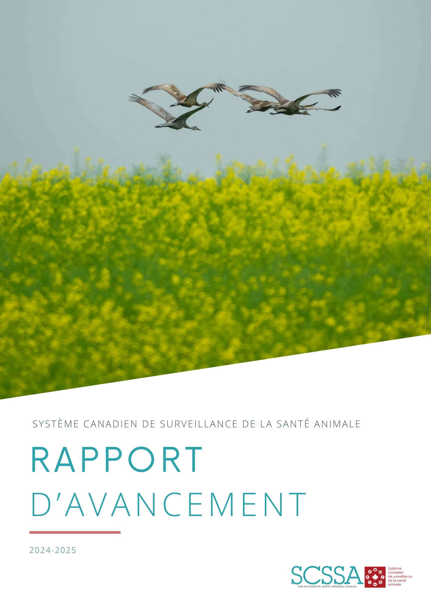 Page de couverture du rapport d'activité avec le titre, le logo du CAHSS et une photo de trois oiseaux volant au-dessus d'un champ.